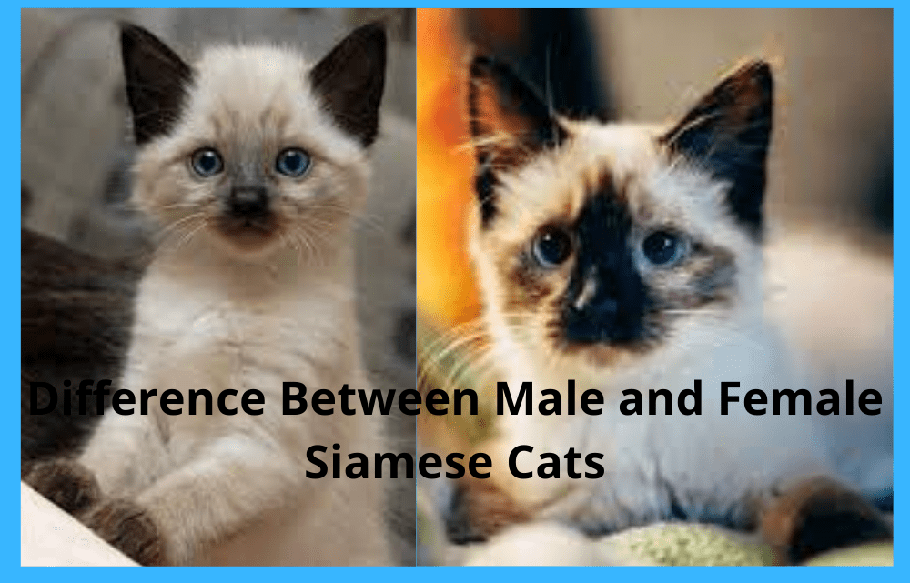 The Difference Between Male And Female Siamese Cats- An In-Depth Comparison