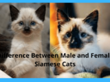 Difference Between Male and Female Siamese Cats in detail