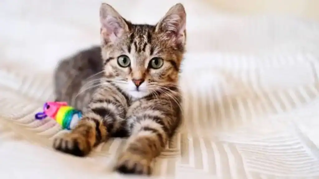 a cute Havana Brown cat