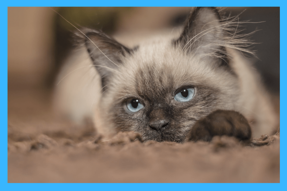 Difference Between Male and Female Siamese Cats