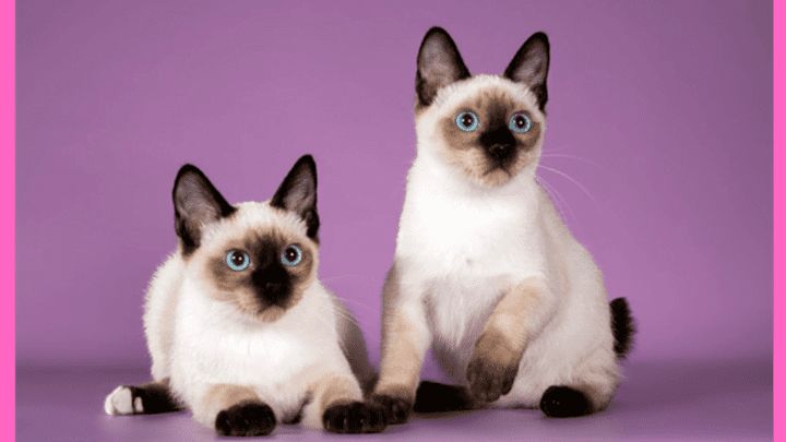 Toybob Cat Personality and Characteristics 