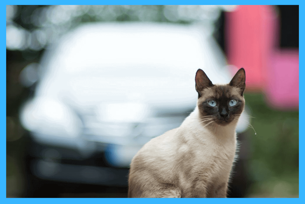  When we find Difference Between Male and Female Siamese Cats, Male Siamese Cats are strong and somewhat bigger than Female Siamese cats
