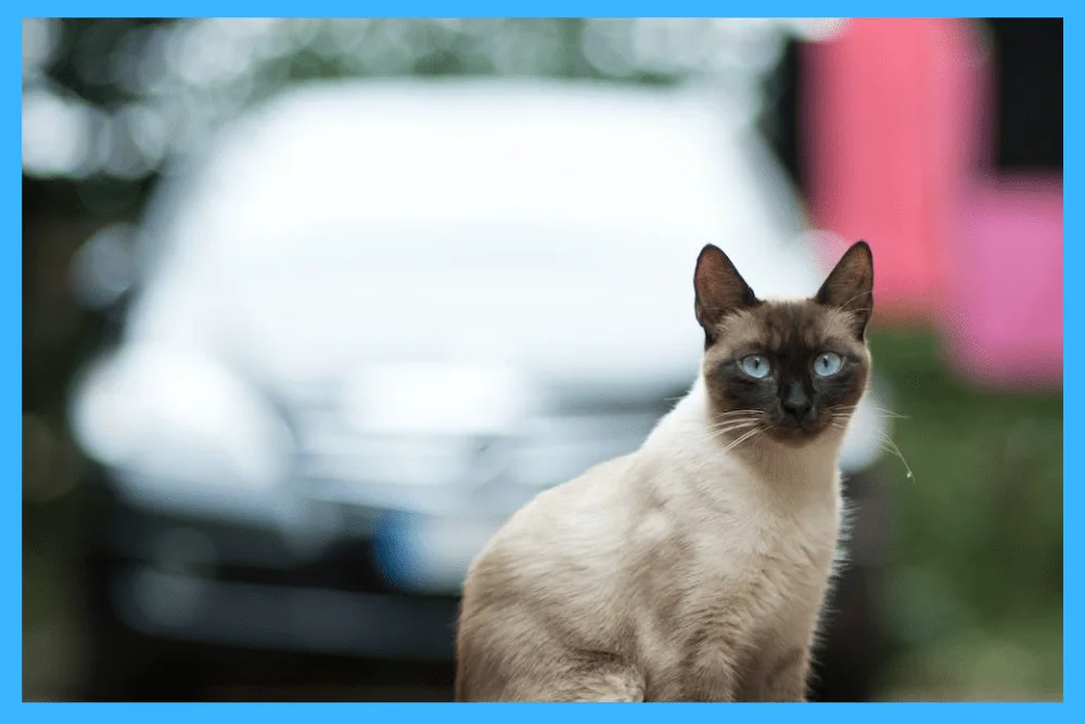  When we find Difference Between Male and Female Siamese Cats, Male Siamese Cats are strong and somewhat bigger than Female Siamese cats