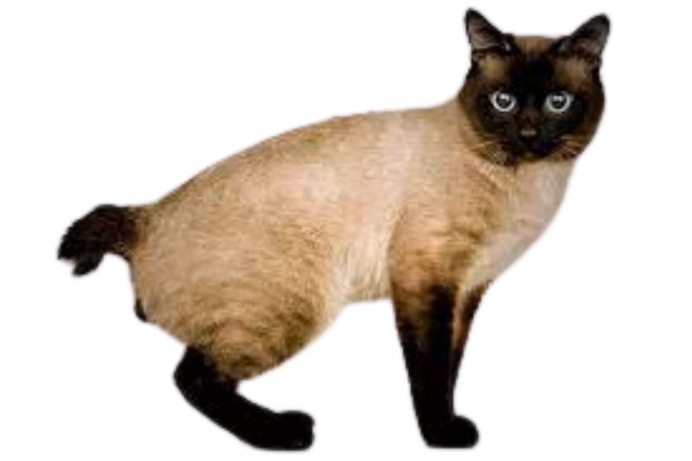 Toybob is a Small Cute Cat Breeds / Small Fluffy Cat Breeds 