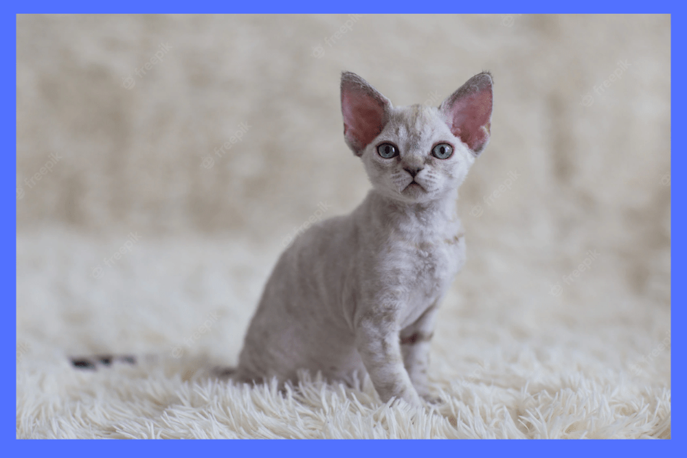 Needs to know the Personality and Temperament of the Devon Rex Cat for its owner.