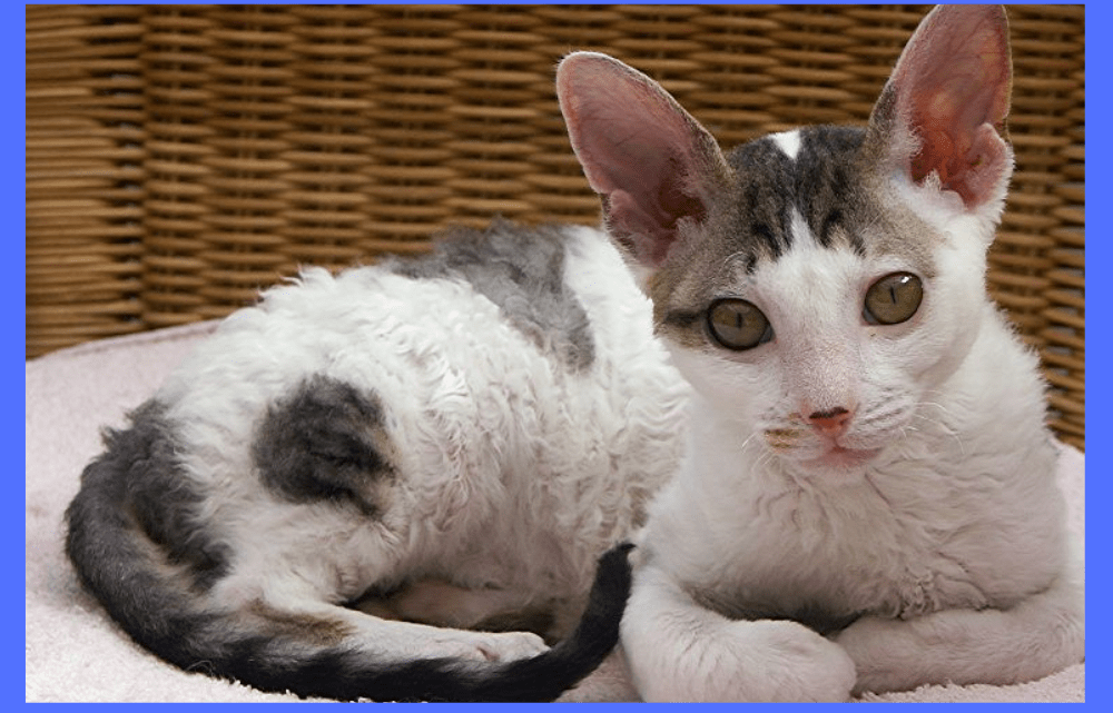 What Does A Cornish Rex Cat Look Like- Complete Breed Information