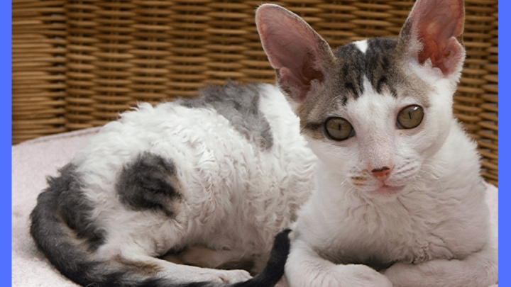 What Does A Cornish Rex Cat Look Like- Complete Breed Information