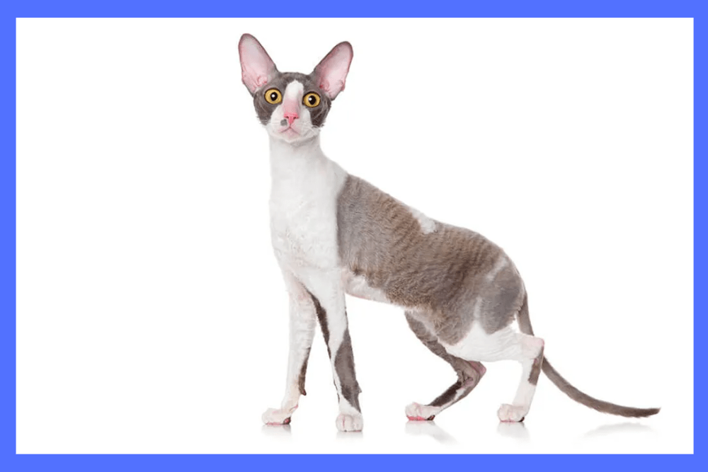 It is worth to know, What Does A Cornish Rex Cat Look Like?