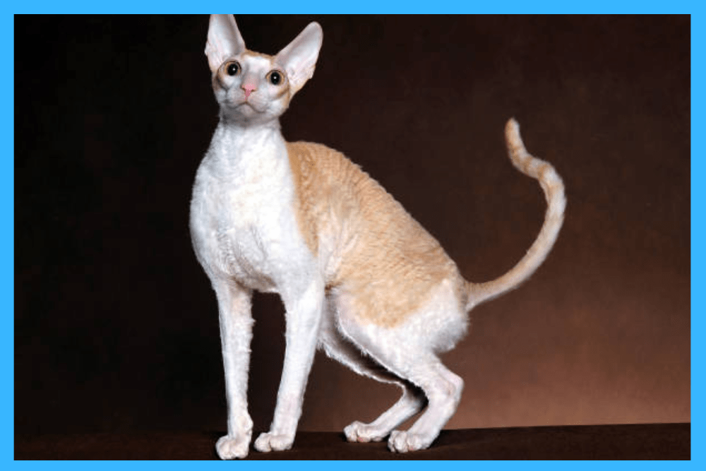 Difference between Devon rex and Cornish rex is easy to find