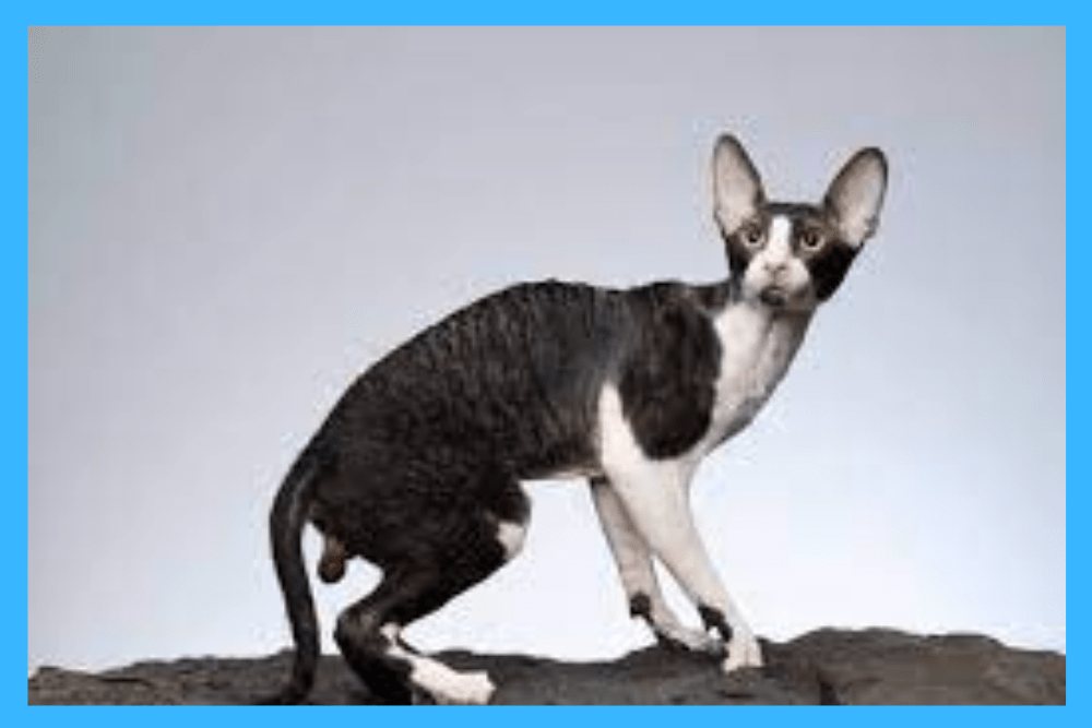 Difference between Devon rex and Cornish rex is easy to find