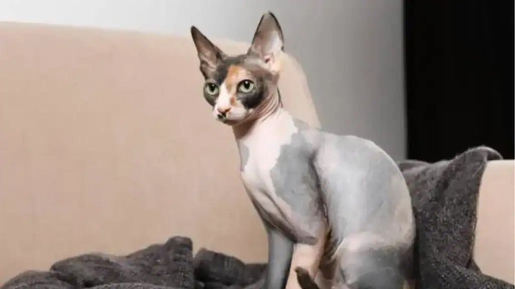 Bambino a smallcat