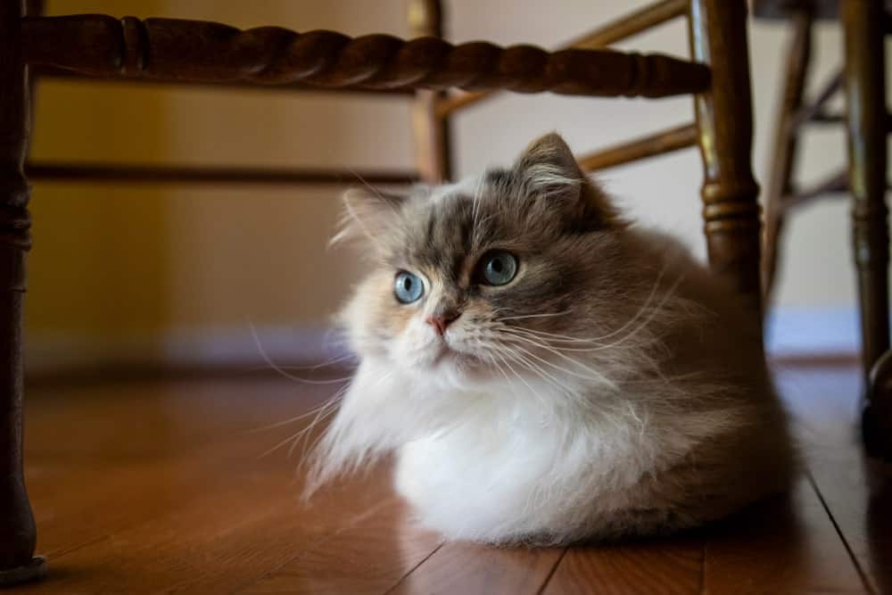 Napoleon a Small Cute Cat Breeds / Small Fluffy Cat Breeds