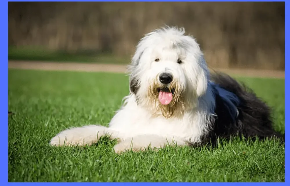 do old english sheepdog shed a lot