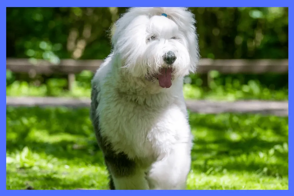 Old English Sheepdog Information about diet and nutrition