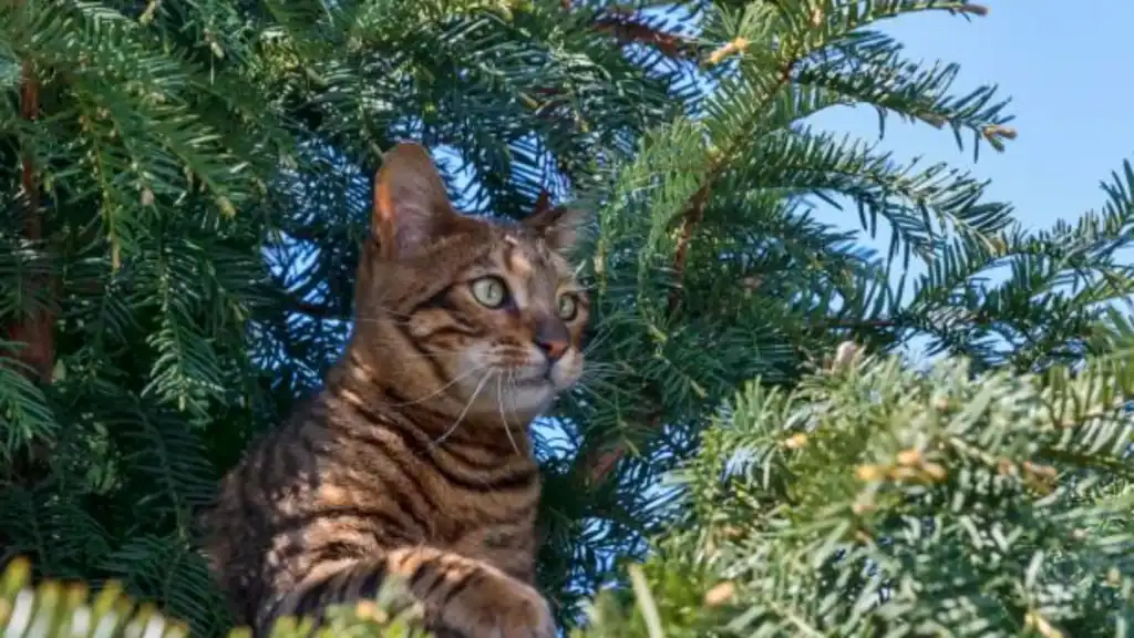  A Toyger cat in trees