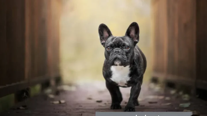 French Bulldog Temperament: Male vs Female – Key Differences Explained