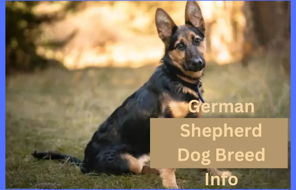 German Shepherd Dog Breed Info/History, Coat Colors, Behavior & Health