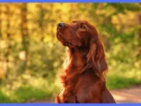 Is an Irish setter a good first dog? everything you need to know  