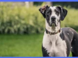 Great Dane Dog Breeds/ Complete Breed Information