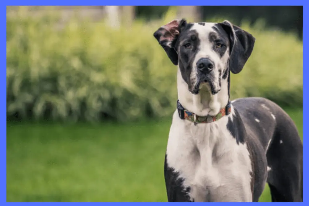 Great Dane Dog Breeds/ Complete Breed Information