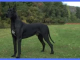 A gorgeous Black Dane Dog breed