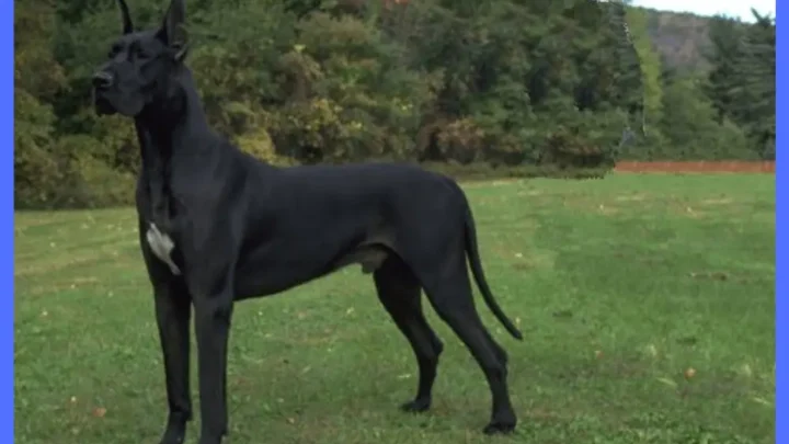 Black Great Dane Dog: Characteristics, Care & Training Tips for the Perfect Companion