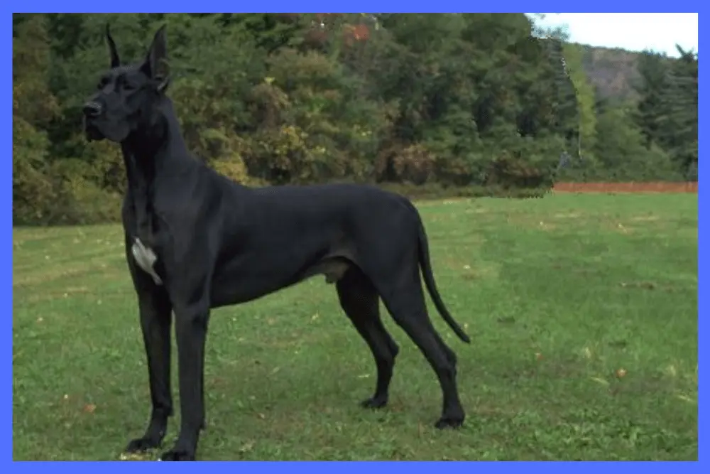 Great Dane Dog Breeds are easy to care.