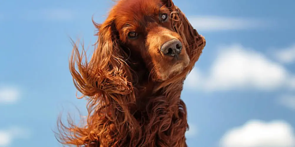 Rescued Irish Setter