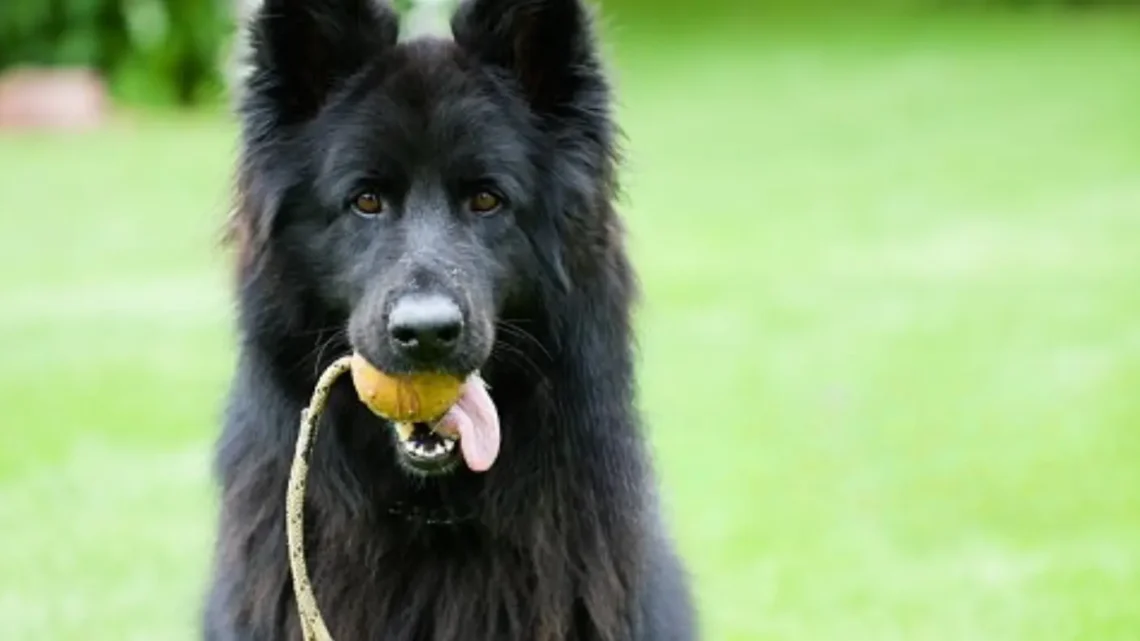 Long-Haired German Shepherd: Traits, Care, and Health Tips for Your Perfect Pet Long-Haired German Shepherd: Traits, Care, and Health Tips for Your Perfect Pet