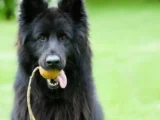 long-haired German shepherd