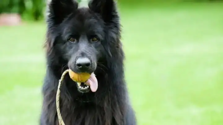 Long-Haired German Shepherd: Traits, Care, and Health Tips for Your Perfect Pet