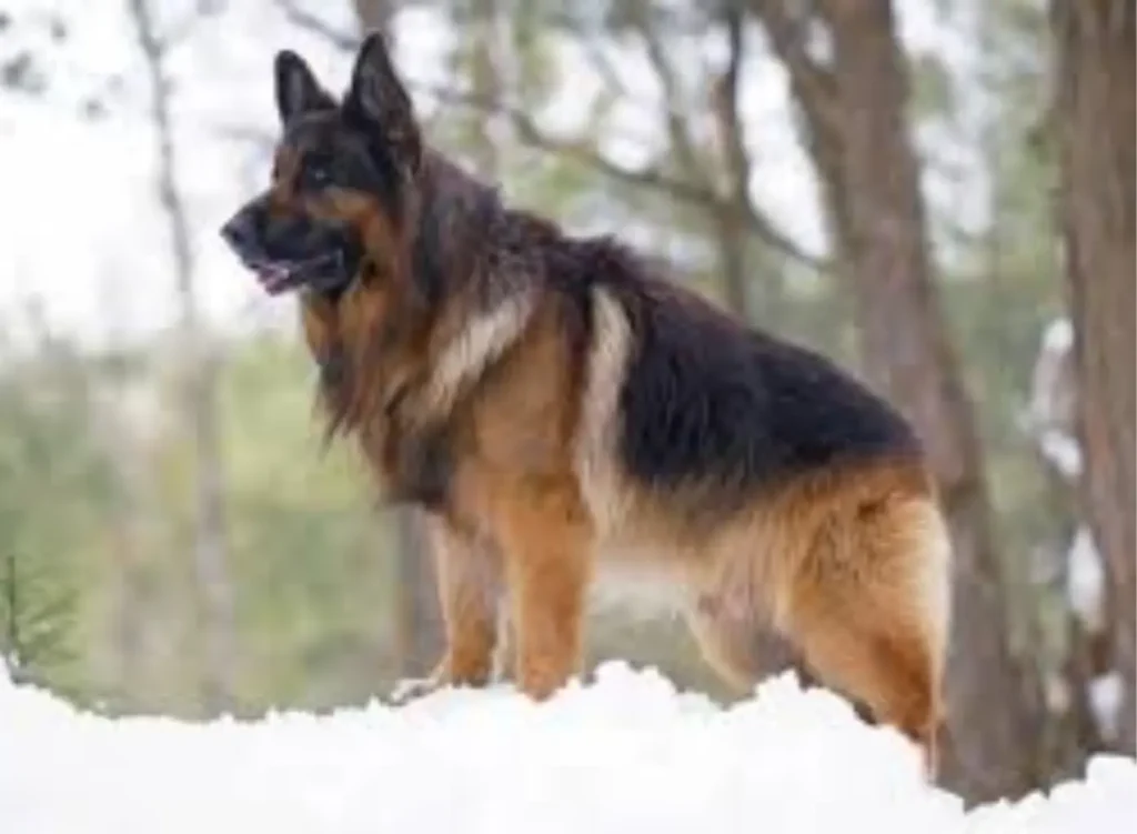 long-haired german shepherd