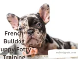 Potty Training French Bulldog Puppy