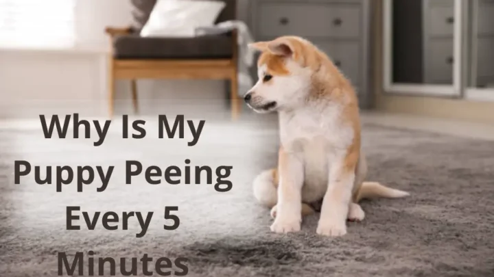 Why Is My Puppy Peeing Every 5 Minutes? What is Normal??