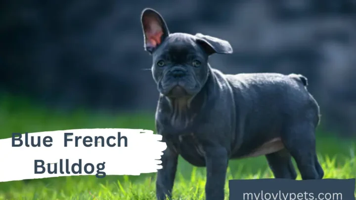 All About the Wonderful Blue French Bulldog, Complete Guide with Health and Grooming Tips