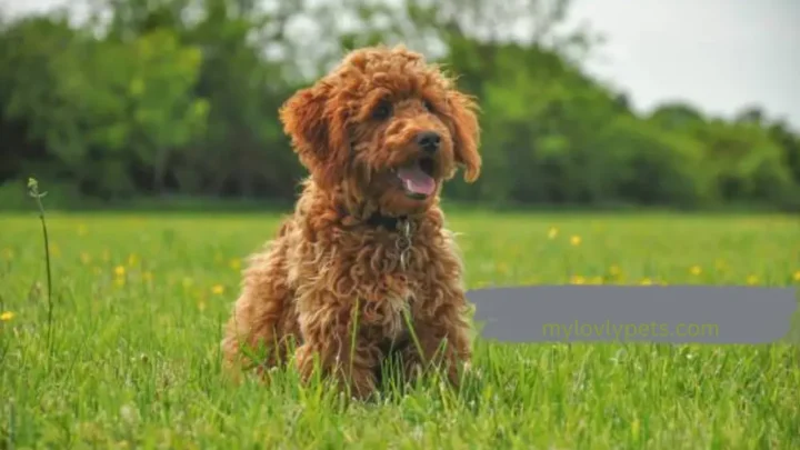 What is a Merle Cockapoo? A Dainty Designer Dog Breed (With Pictures)