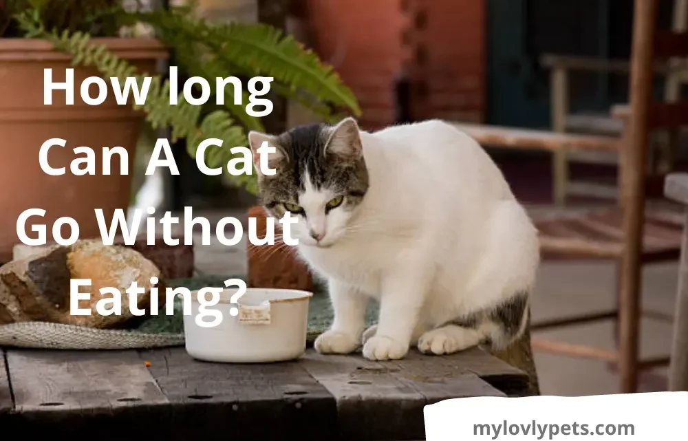 How Long Can a Cat Go Without Eating? What Is Important To Know – My Lovely Pets