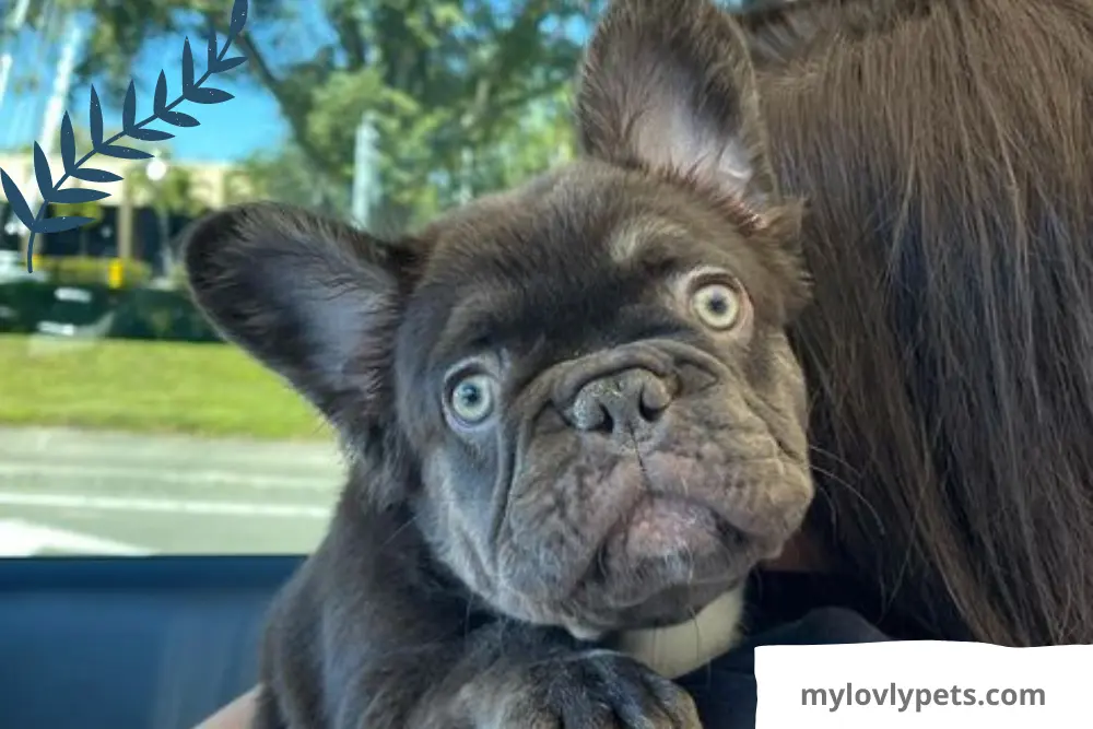 The Long Hair French Bulldog has unique genotypic and phenotypic characteristics due to his hair.