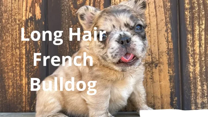 What Causes Some French Bulldogs to Have Long Hair? | Rare Genetic Traits Explained