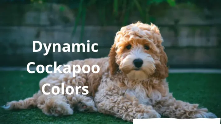 11 Dynamic Cockapoo Colors/ My Lovely Pets