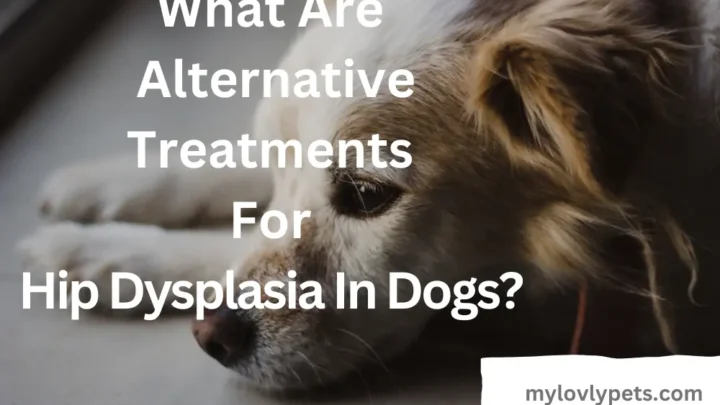 What Is Alternative Treatment For Hip Dysplasia In Dogs?