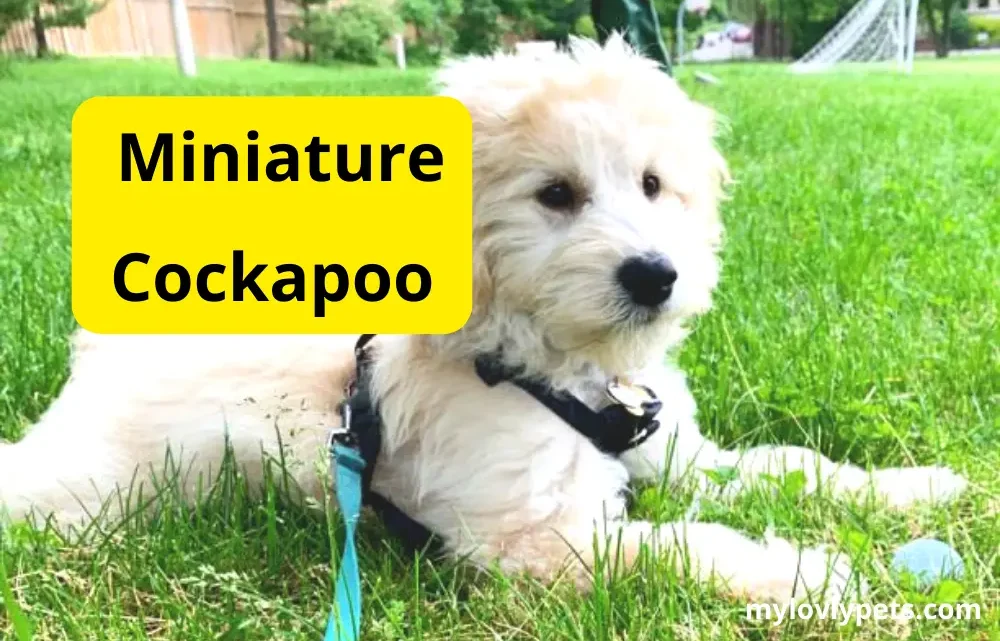 Miniature Cockapoo: All Information You Need To Know