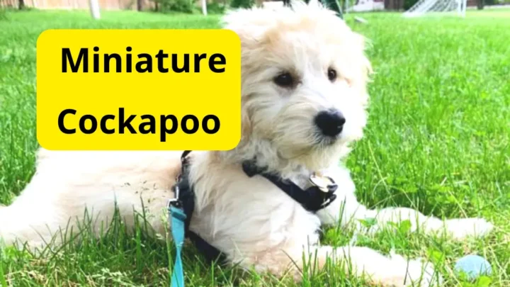 Miniature Cockapoo: All Information You Need To Know