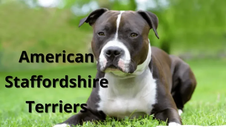 American Staffordshire Terriers Temperament and Characteristics
