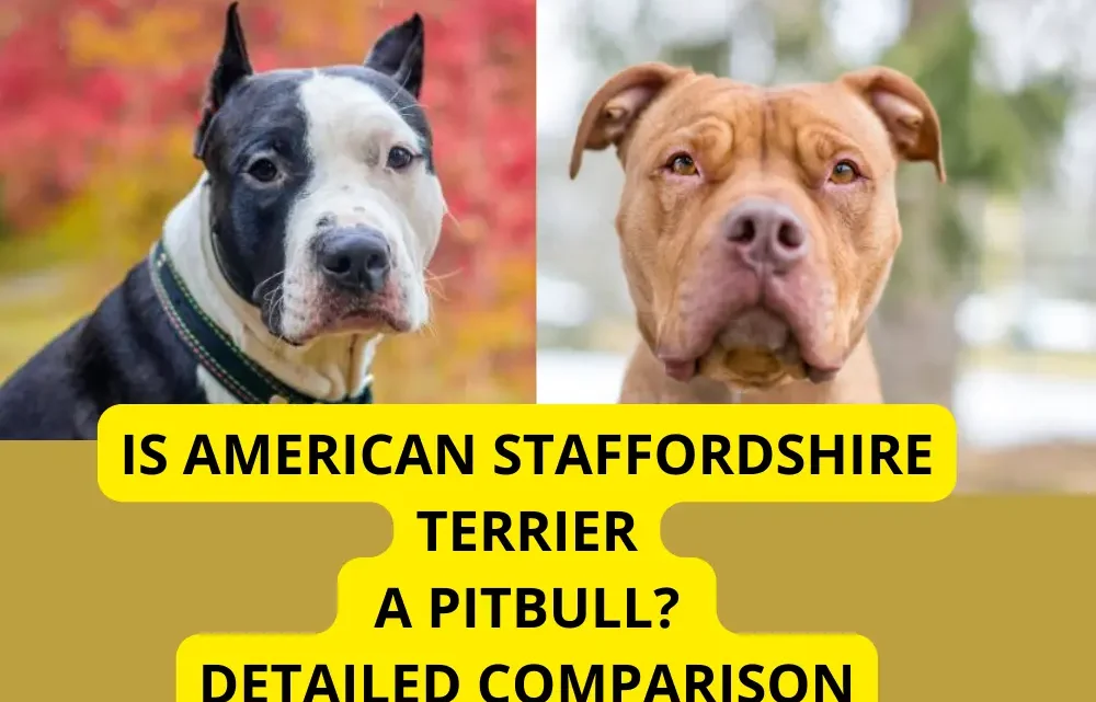 Is American Staffordshire Terrier a Pitbull? Detailed Comparison