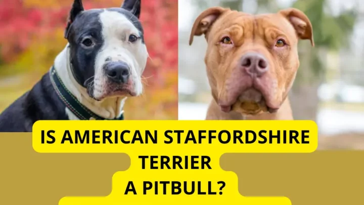 Is the American Staffordshire Terrier a Pitbull? (The Honest Truth You Need to Know)