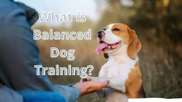What is Balanced Dog Training? What Is Right And Wrong