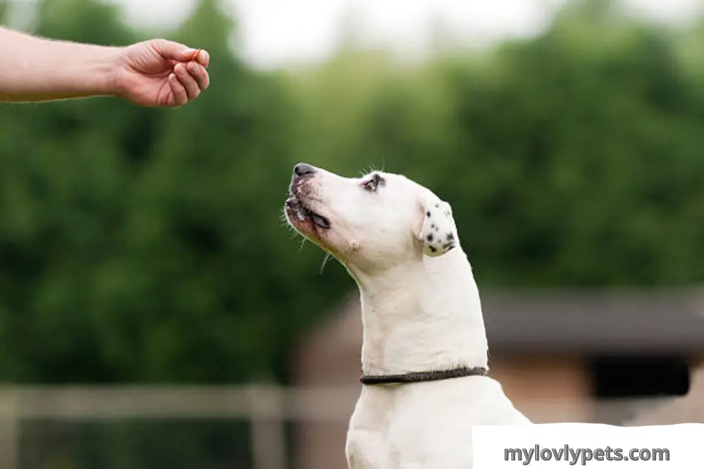 What is balanced dog training? a balanced approach to dog training and behavior modification.