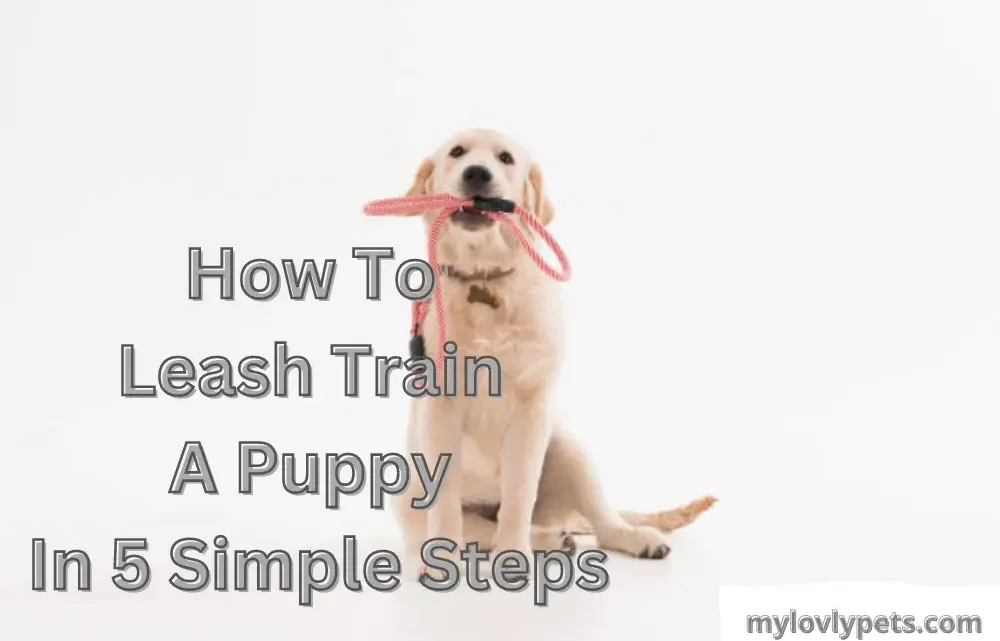 How to Train a 1-Year-Old Dog to Walk on a Leash