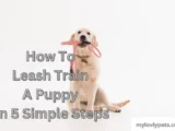 How to Leash Train Your Dog?  Taking your dog for short walks on a leash in a quiet area and rewarding it with treats.